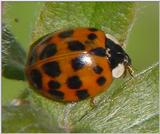 Another Ladybug