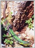Mediterranean lizard ID? - LagartoItalia.jpg (1/1)