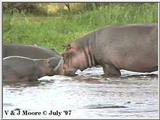 Hippo #1 @ Lake Manyara