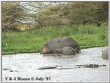 Hippo #2 @ Lake Manyara