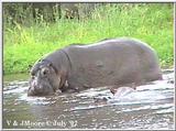 Hippo #3 @ Lake Manyara
