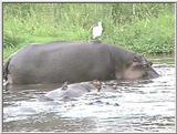 Hippo #4 @ Lake Manyara