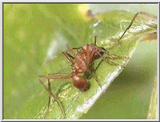 Leaf-cutter Ant 01-Cutting Leaf.jpg