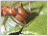 Leaf-cutter Ant 02-Cutting Leaf.jpg