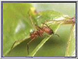 Leaf-cutter Ant 03-Cutting Leaf.jpg