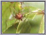 Leaf-cutter Ant 04-Cutting Leaf.jpg