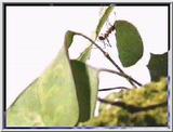 Leaf-cutter Ant 05-Carrying Leaf.jpg