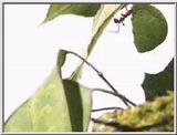 Leaf-cutter Ant 06-Carrying Leaf.jpg