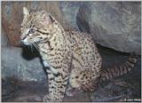 Leopard Cat #1 --> Geoffroy's cat (Leopardus geoffroyi)