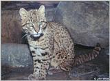 Leopard Cat #2 --> Geoffroy's cat (Leopardus geoffroyi)