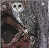 Lesser Sooty Owl-Australia