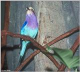 Unknown colorful bird (please identify) 1