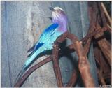 Unknown colorful bird (please identify) 2