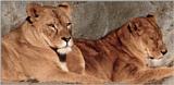 Another old print scanned - Lionesses at Hagenbeck Zoo - and a remark on photo prints