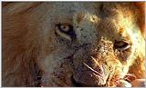 Lion Vidcaps - File 20 of 51 - LionsFeeding06ps.jpg 49kb (1/1)