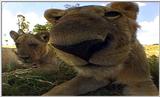 Lion Vidcaps - File 23 of 51 - LionsLolling01ps.jpg 36kb (1/1)
