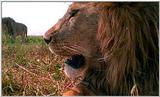 Lion Vidcaps - File 25 of 51 - LionsLolling03ps.jpg 51kb (1/1)