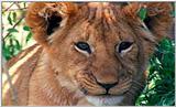 Lion Vidcaps - File 27 of 51 - LionsLolling05ps.jpg 47kb (1/1)