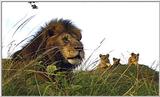 Lion Vidcaps - File 30 of 51 - LionsLolling08ps.jpg 40kb (1/1)
