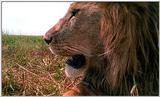 Lion Vidcaps - File 32 of 51 - LionsLolling10ps.jpg 50kb (1/1)