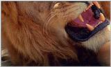 Lion Vidcaps - File 35 of 51 - LionsPlaying02ps.jpg 43kb (1/1)