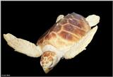 Loggerhead Sea Turtle  (Caretta c. caretta) 1