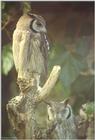 London Zoo - White-faced scops owl pair (Otus leucotis)