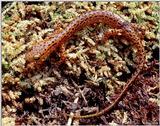 Longtail salamander (Eurycea longicauda longicauda)
