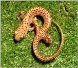 Longtail salamander (Eurycea longicauda longicauda)