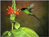 Hummingbird Longtail - hum longtail.jpg