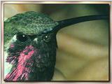 Hummingbird - Lucifer