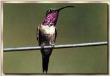 Hummingbird - Lucifer