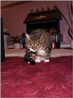 Lucy The Cat Digi-Pix (Kodak DC 200 Plus) - lucy00.jpg(1/1) 142350 bytes
