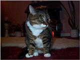 Lucy The Cat Digi-Pix (Kodak DC 200 Plus) - lucy01.jpg(1/1) 101016 bytes