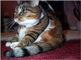 Lucy The Cat Digi-Pix (Kodak DC 200 Plus) - lucy02.jpg(1/1) 133841 bytes
