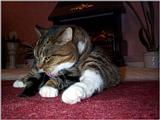 Lucy The Cat Digi-Pix (Kodak DC 200 Plus) - lucy03.jpg(1/1) 124449 bytes