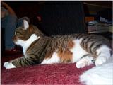 Lucy The Cat Digi-Pix (Kodak DC 200 Plus) - lucy05.jpg(1/1) 131869 bytes
