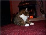 Lucy The Cat Digi-Pix (Kodak DC 200 Plus) - lucy06.jpg(1/1) 110170 bytes