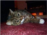 Lucy The Cat Digi-Pix (Kodak DC 200 Plus) - lucy07.jpg(1/1) 120735 bytes