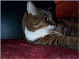 Lucy The Cat Digi-Pix (Kodak DC 200 Plus) - lucy08.jpg(1/1) 106342 bytes