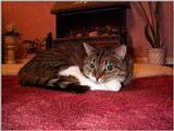 Lucy The Cat Digi-Pix (Kodak DC 200 Plus) - lucy09.jpg(1/1) 90880 bytes