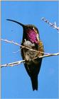 Re: Requested : Hummingbird and butterfly - Lue Hummingbird.jpg