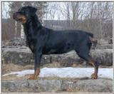 Some Rottweiler pics