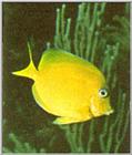 Re: Looking for Caribbean Tropical Fish the more colorful the better - blue tang.jpg