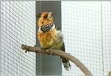 Birds from El Paso Birdpark - barbet2.jpg - what is this?