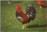 More chickens and roosters - cock3.jpg