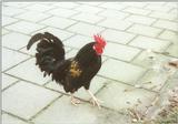 More chickens and roosters - cock4.jpg