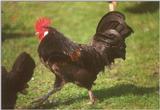 More chickens and roosters - cock5.jpg