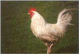 More chickens and roosters - cock6.jpg