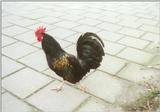 More chickens and roosters - cock7.jpg